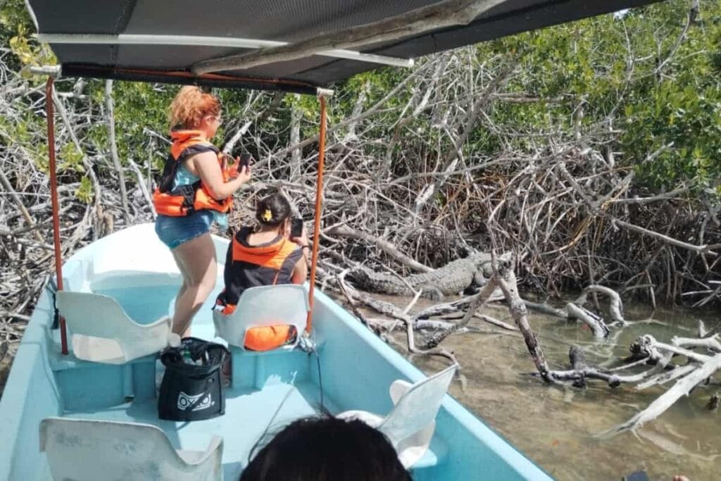 Turistas en una excursión en lancha observando un cocodrilo en el manglar de Yucatán, una muestra de los resultados seo local logrados por la agencia Queteencuentren para el caso de estudio de Tour Río Lagartos